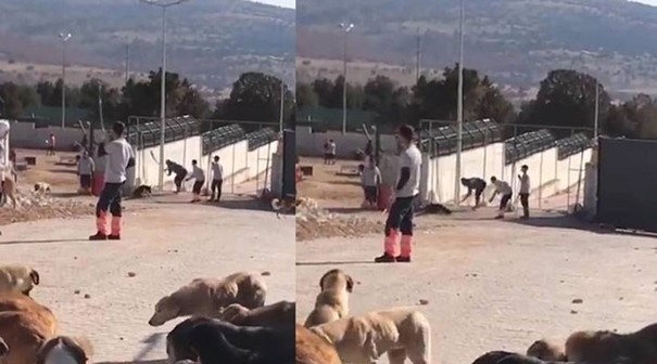 Konya'da köpeğin kürekle öldürülmesine ilişkin davada karar